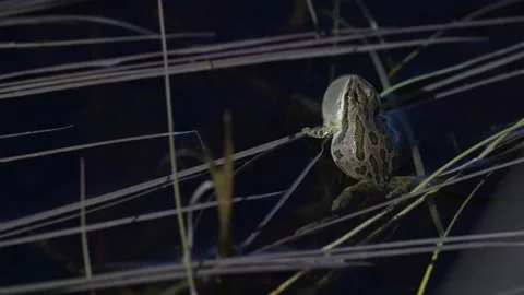Wood frog Stock Footage 337844037