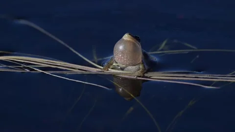 Wood frog Stock Footage 337844039