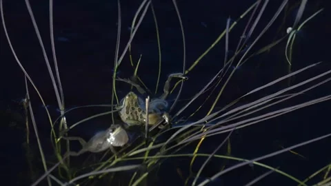 Wood frog Stock Footage 337844040