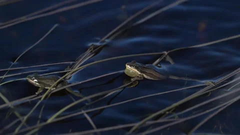 Wood frog Stock Footage 337844041