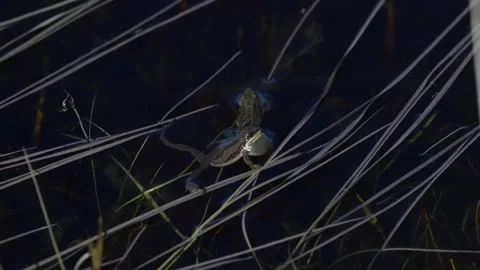 Wood frog Stock Footage 337844050