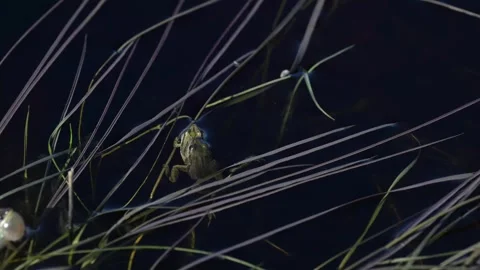Wood frog Stock Footage 337844058