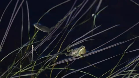 Wood frog Stock Footage 337844065