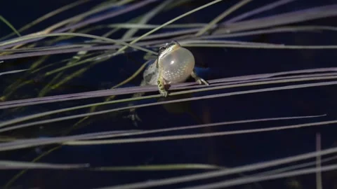Wood frog Stock Footage 337844084