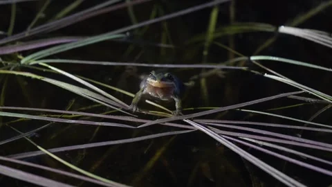 Wood frog Stock Footage 337844088