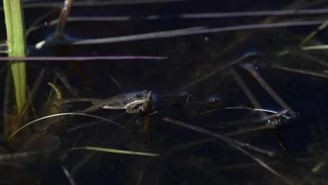 Wood frog Stock Footage 337844095