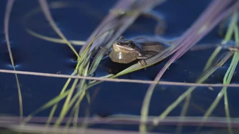 Wood frog Stock Footage 337844099