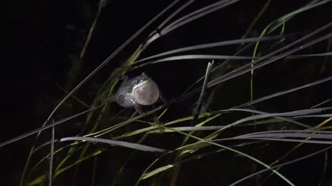 Wood frog Stock Footage 337844110