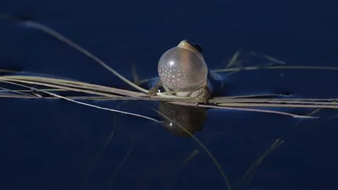 Wood frog Stock Footage 337844117