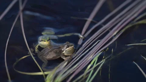 Wood frog Stock Footage 337844118