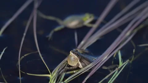 Wood frog Stock Footage 337844122