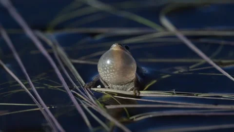 Wood frog Stock Footage 337844125