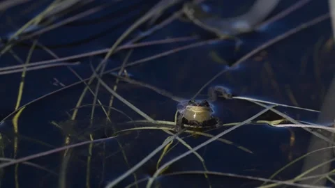 Wood frog Stock Footage 337844133