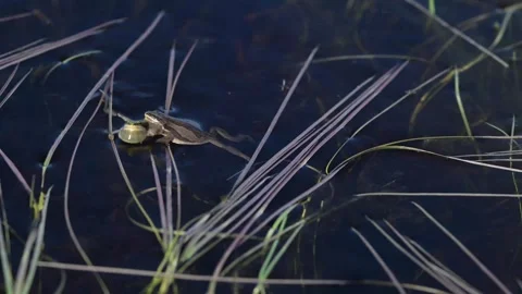 Wood frog Stock Footage 337844139