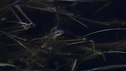 Wood frog Stock Footage 337844141