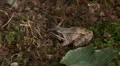 Wood Frog (Rana sylvatica) 1 HD Footage