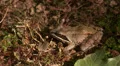 Wood Frog (Rana sylvatica) 2 HD Footage