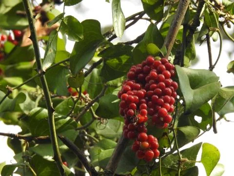 Wood fruit Foto stock