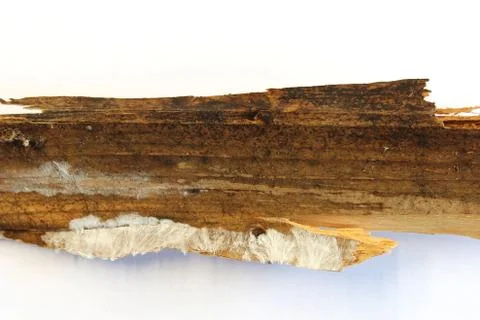 Wood with fungal attack Stock Photos