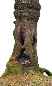 Wood-goblin Stock Photos