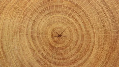 Wood grain 스톡 동영상 274059702