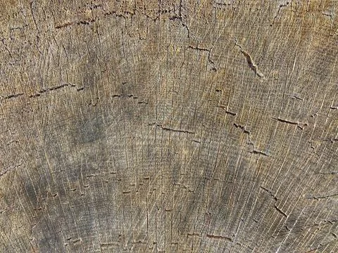 Wood Grain Pattern No. 1 Foto stock