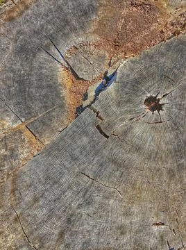 Wood Grain Pattern No. 2 Foto stock