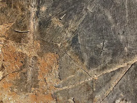 Wood Grain Pattern No. 4 Foto stock