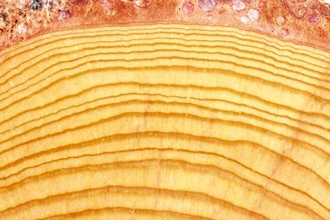 Wood grain Stock Photos