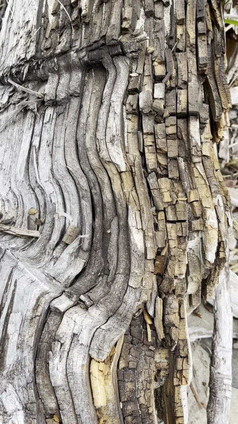 Wood grain texture Stock Footage 156640498