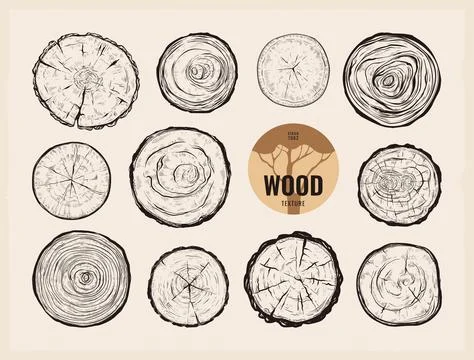 Wood grain. Tree ring logo. Circle trunk log of vein or cut stump. Nature for 스톡 일러스트