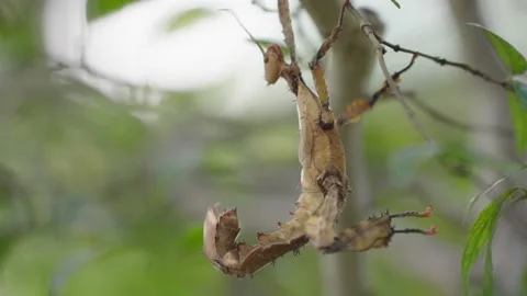 Wood grasshopper perched on a tree trunk Stock Footage 225030613