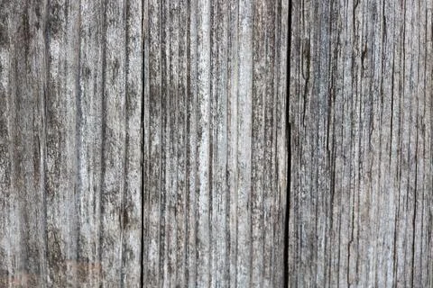 Wood gray texture background, macro shot. Foto stock