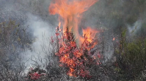 Wood ground fire close up. Stock Footage 60420124