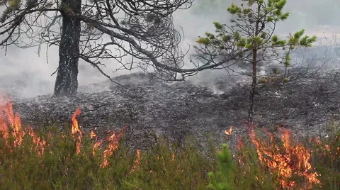 Wood ground fire. Vídeos de archivo 60417392