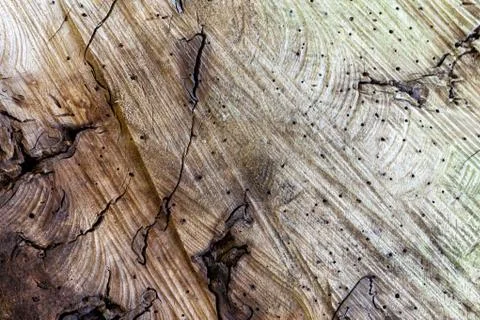Wood, Ground, Wall surface texture for decoration background Stock Photos