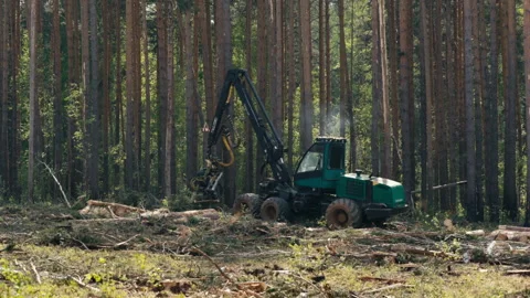 Wood Harvester Machine Processing Tree Log For Lumber Industry Production Stock Footage 273318295