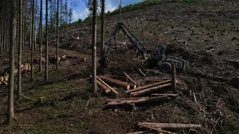 Wood Harvesting Vehicle Processing Tree Log At Forestry Industry Site. Stock Footage 161207540