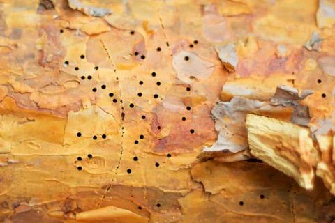 The wood is infested with insects. sick tree 스톡 사진