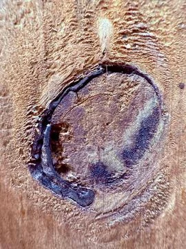 Wood knot in macro Stock Photos