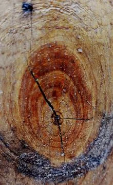 Wood knot Stock Photos