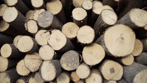 Wood large piles of cut tree trunks, round logs. Big felled, chopped and sawed Stock Footage 126401774