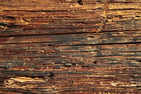 Wood layers Stock Photos
