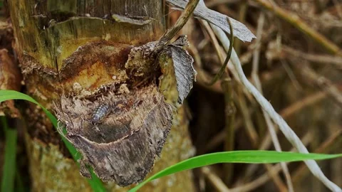 Wood lice Stock Footage 154034053