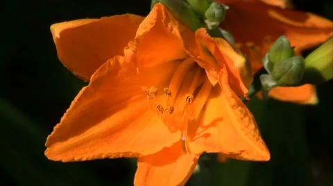 Wood Lily. Stock Footage 7769935