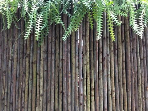 Wood lines texture background top leaves Stock Photos