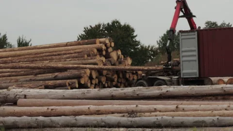 Wood loader bangs log on shipping container to straighten logs Stock Footage 141579297
