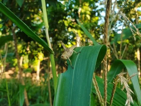 Wood locust Stock Photos