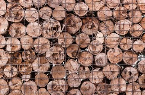 Wood log background Foto stock
