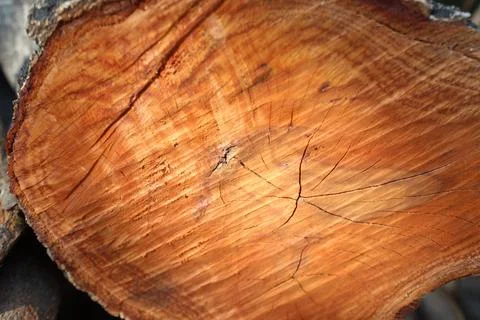 Wood log cross-sections display intricate annual rings and natural cracks. Stock Photos